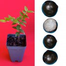 Jaboticaba Plinia Oblongata Azeda Jabuticaba Fruit Tree tropical Plant VERY RARE