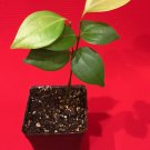 CEYLON CINNAMON Cinnamomum zeylanicum Starter Tree Potted Plant Spice Tea