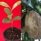 Sapodilla Manilkara Zapota Chiku Excalibur Tropical Tree Starter PLANT Seedling