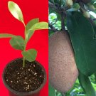 Sapodilla Manilkara Zapota Chiku Makok Tropical Tree Starter PLANT Seedling