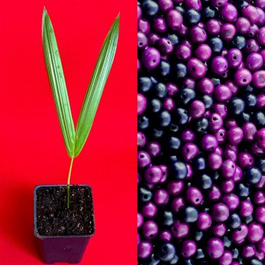 Acai Euterpe Oleracea Fruit Palm Tree Seedling Starter Plant