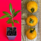 Pitomba BIG Fruit Selection Eugenia Luschnathiana Pot Starter Starter Tree Pot