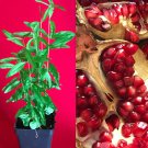Pomegranate Punica Granatum Indian River Seedling PLANT Fruit Tree Potted 3-8"
