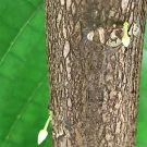TRINITARIO Theobroma Cacao Cocoa Chocolate Fruit Tree Potted Plant Yellow Large