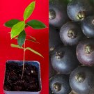 Myrcianthes Pungens Guabiju Guabiyu Dark Purple Fruit Tree Seedling Potted Plant