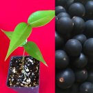 Jaboticaba Myrciaria Vexator Blue Grape Fruit Beautiful Bark Tree Seedling Plant