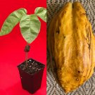 FORASTERO JACO Theobroma Cacao Cocoa Chocolate Tree Potted Plant Yellow Pod