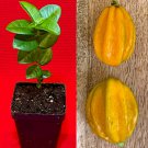 Pitangatuba 'Big Elongated Fruit' Star Cherry Eugenia Selloi neonitida PLANT