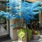 Blue Japanese Ghost Blue Maple Tree SEEDS ARE HULLED FOR FASTER GROWTH