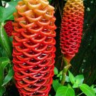 Beehive Ginger Flower Plant Garden Planting 15 Pack Seed