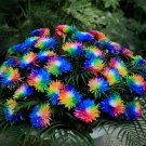 Rare Rainbow Chrysanthemum Seeds Flowers Seed Bright Color Plants