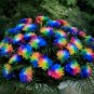 Rare Rainbow Chrysanthemum Seeds Flowers Seed Bright Color Plants