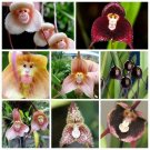 Rare Monkey Face Orchid Seeds Planting For Home Garden Flower