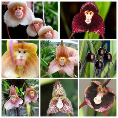Rare Monkey Face Orchid Seeds Planting For Home Garden Flower