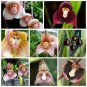 Rare Monkey Face Orchid Seeds Planting For Home Garden Flower