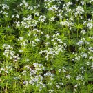 Sweet Woodruff White Galium odoratum Ground Cover Flowers