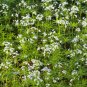 Sweet Woodruff White Galium odoratum Ground Cover Flowers