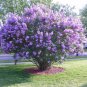 Dark Purple Lilac Tree Perennial Flower Garden Huge Blooms