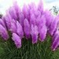 Purple Pampas Grass Seeds Perennial Flowering Ornimental Grasses