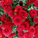 Ruby Red Chrysanthemum Mums Flowers Garden Planting