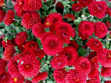Ruby Red Chrysanthemum Mums Flowers Garden Planting