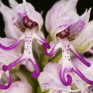 Naked Man Orchid Seeds Purple White Flower Bush Perennial Shrub