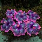 Pink Black Purple Hibiscus Flower Seeds Plants Garden Planting