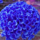 Blue Cockscomb Celosia Argentea Cristata Beautiful Flower Plant