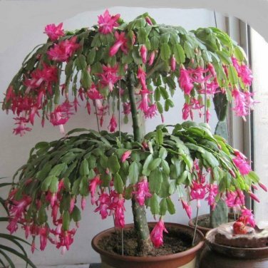 Christmas Cactus Flowering Tree Garden Plants