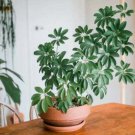 House Plant Schefflera Arboricola