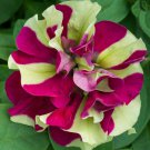 Double Pink Green Petunia Flowers Garden Planting Perennial