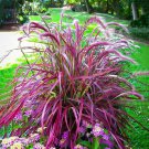 Fireworks Fountain Ornamental Grass Foliage Pennisetum Setaceum