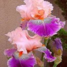 Iris Flower PINK PURPLE Garden Plants