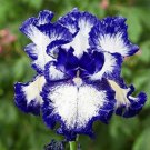 Bearded Iris Flower PURPLE White Garden Plants