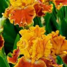 Iris Flower Orange Garden Plants