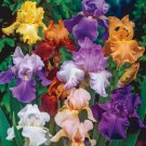 Iris Flower Mixed Color Garden Plants