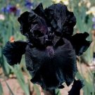Iris Flower Deep Black Garden Plants