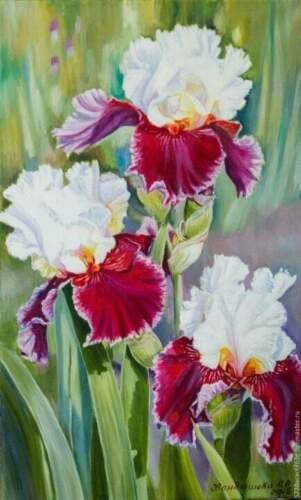 Iris Flower Red White Garden Plants