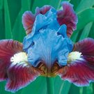 Iris Flower Blue Red Garden Plants