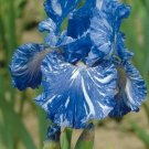 Bearded Iris Flower Blue White Garden Plants