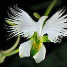 White Dove Egret Flower Plant Garden Plants