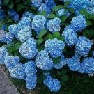 Blue Hydrangeas Flower Plant Garden Plants
