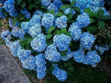 Blue Hydrangeas Flower Plant Garden Plants