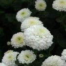 Snow White Chrysanthemum Mums Flowers Garden Planting