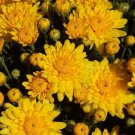 Sun Yellow Chrysanthemum Mums Flowers Garden Planting