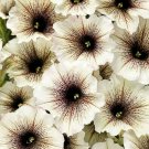 White & Black Petunia Flowers Garden Planting Perennial