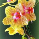 Yellow & Pink Orchids Flowers Garden Plant