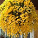 Yellow Hanging Orchid Plant Garden Plants