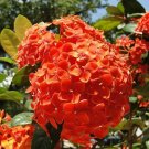 Orange Hydrangeas Flower Ground Cover Plant Garden Plants