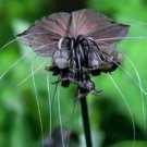 Bat Flower Orchids Black Plant Garden Plant